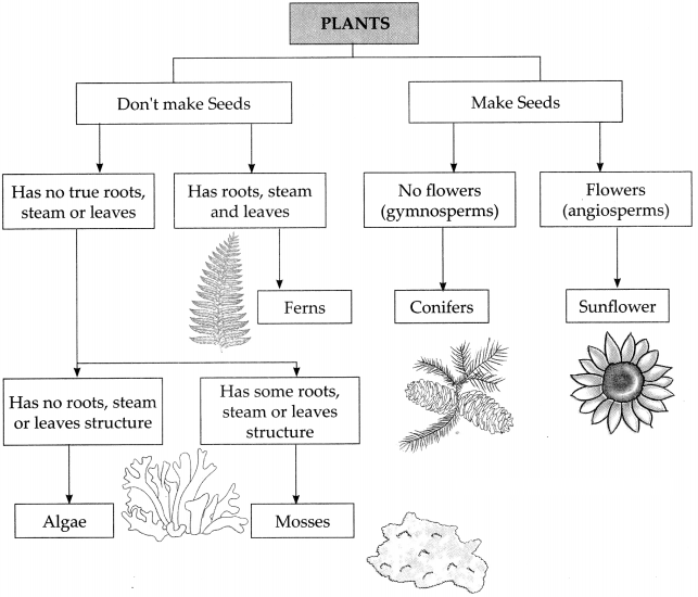 Maharashtra-Board-Class-9-Science-Solutions-Chapter-6-Classification-of-Plants-16