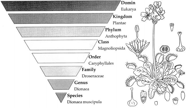 Maharashtra-Board-Class-9-Science-Solutions-Chapter-6-Classification-of-Plants-17