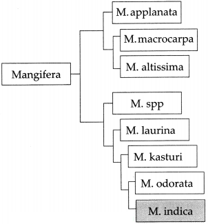 Maharashtra-Board-Class-9-Science-Solutions-Chapter-6-Classification-of-Plants-18