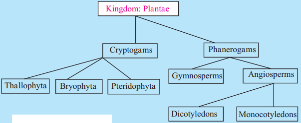 Maharashtra-Board-Class-9-Science-Solutions-Chapter-6-Classification-of-Plants-4