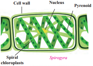 Maharashtra-Board-Class-9-Science-Solutions-Chapter-6-Classification-of-Plants-5