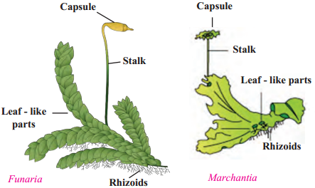 Maharashtra-Board-Class-9-Science-Solutions-Chapter-6-Classification-of-Plants-6