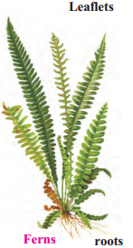 Maharashtra-Board-Class-9-Science-Solutions-Chapter-6-Classification-of-Plants-7