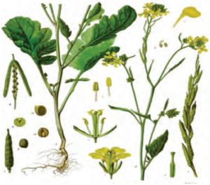 Maharashtra-Board-Class-9-Science-Solutions-Chapter-6-Classification-of-Plants-8-300x264