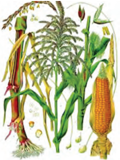 Maharashtra-Board-Class-9-Science-Solutions-Chapter-6-Classification-of-Plants-9