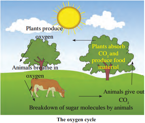 Maharashtra-Board-Class-9-Science-Solutions-Chapter-7-Energy-Flow-in-an-Ecosystem-10
