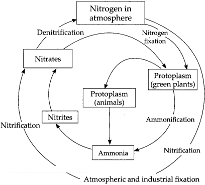 Maharashtra-Board-Class-9-Science-Solutions-Chapter-7-Energy-Flow-in-an-Ecosystem-12