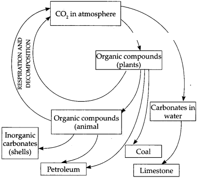 Maharashtra-Board-Class-9-Science-Solutions-Chapter-7-Energy-Flow-in-an-Ecosystem-13