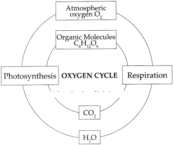 Maharashtra-Board-Class-9-Science-Solutions-Chapter-7-Energy-Flow-in-an-Ecosystem-14
