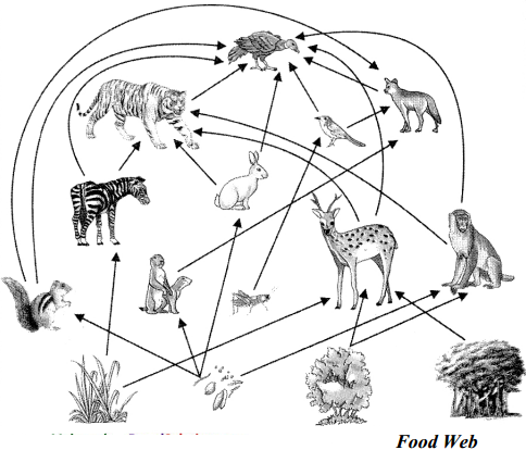 Maharashtra-Board-Class-9-Science-Solutions-Chapter-7-Energy-Flow-in-an-Ecosystem-15