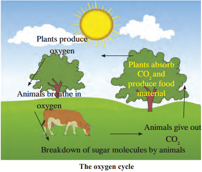 Maharashtra-Board-Class-9-Science-Solutions-Chapter-7-Energy-Flow-in-an-Ecosystem-18