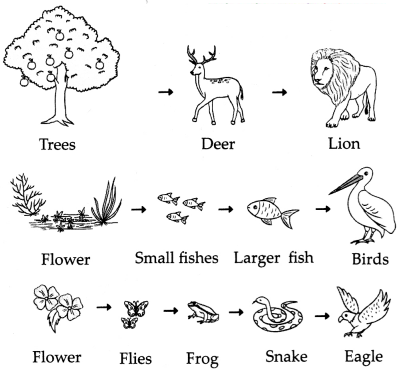 Maharashtra-Board-Class-9-Science-Solutions-Chapter-7-Energy-Flow-in-an-Ecosystem-19
