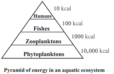 Maharashtra-Board-Class-9-Science-Solutions-Chapter-7-Energy-Flow-in-an-Ecosystem-2