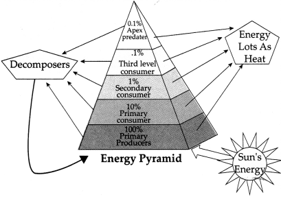 Maharashtra-Board-Class-9-Science-Solutions-Chapter-7-Energy-Flow-in-an-Ecosystem-20