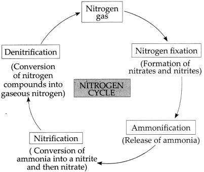 Maharashtra-Board-Class-9-Science-Solutions-Chapter-7-Energy-Flow-in-an-Ecosystem-21