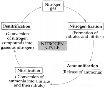 Maharashtra-Board-Class-9-Science-Solutions-Chapter-7-Energy-Flow-in-an-Ecosystem-4