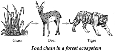 Maharashtra-Board-Class-9-Science-Solutions-Chapter-7-Energy-Flow-in-an-Ecosystem-6