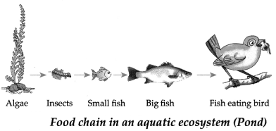 Maharashtra-Board-Class-9-Science-Solutions-Chapter-7-Energy-Flow-in-an-Ecosystem-7