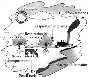 Maharashtra-Board-Class-9-Science-Solutions-Chapter-7-Energy-Flow-in-an-Ecosystem-8