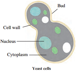 Maharashtra-Board-Class-9-Science-Solutions-Chapter-8-Useful-and-Harmful-Microbes-3